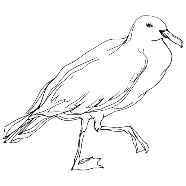 Gabbiano uccello Vector Sky in una fauna selvatica. Inchiostro inciso in bianco e nero art. Elemento di illustrazione del gabbiano isolato . — Vettoriale Stock