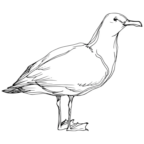 Vektorový ptačí pták v divoké přírodě. Černé a bílé ryté inkoustem. Izolovaný prvek izolovaného seagullu. — Stockový vektor