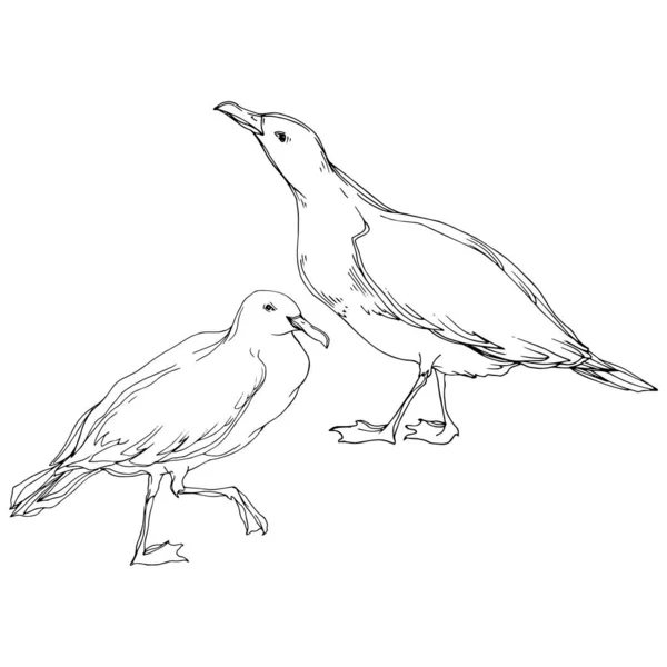 Vektor Himmelsvogel Möwe in einer Tierwelt. Schwarz-weiß gestochene Tuschekunst. isoliertes Möwenillustrationselement. — Stockvektor