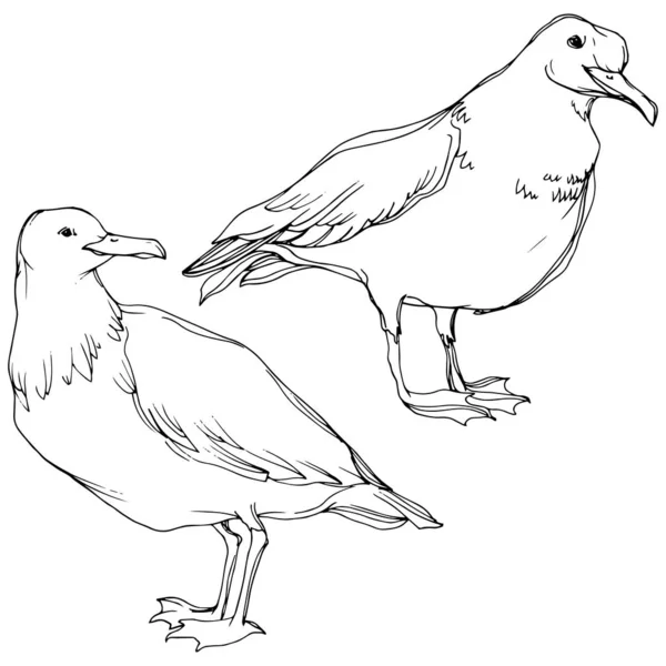 Vektorový ptačí pták v divoké přírodě. Černé a bílé ryté inkoustem. Izolovaný prvek izolovaného seagullu. — Stockový vektor