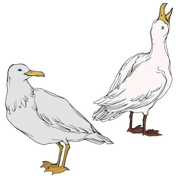 Vector Sky gaivota pássaro em uma vida selvagem. Tinta gravada a preto e branco. Elemento de ilustração isolado da gaivota . —  Vetores de Stock