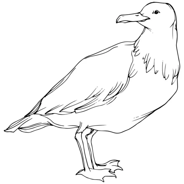 野生動物のベクトルスカイ鳥カモメ。黒と白の彫刻インクアート。孤立したカモメのイラスト要素. — ストックベクタ