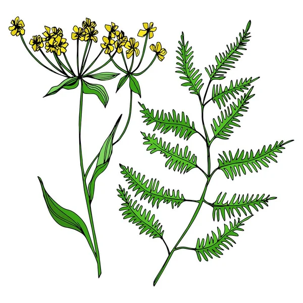 Vector Wildflowers floral botanical flowers. Black and white engraved ink art. Isolated flowers illustration element. Stock Illustration