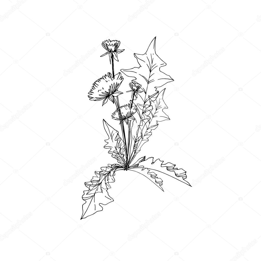 Vector Wildflowers floral botanical flowers. Black and white engraved ink art. Isolated flower illustration element.