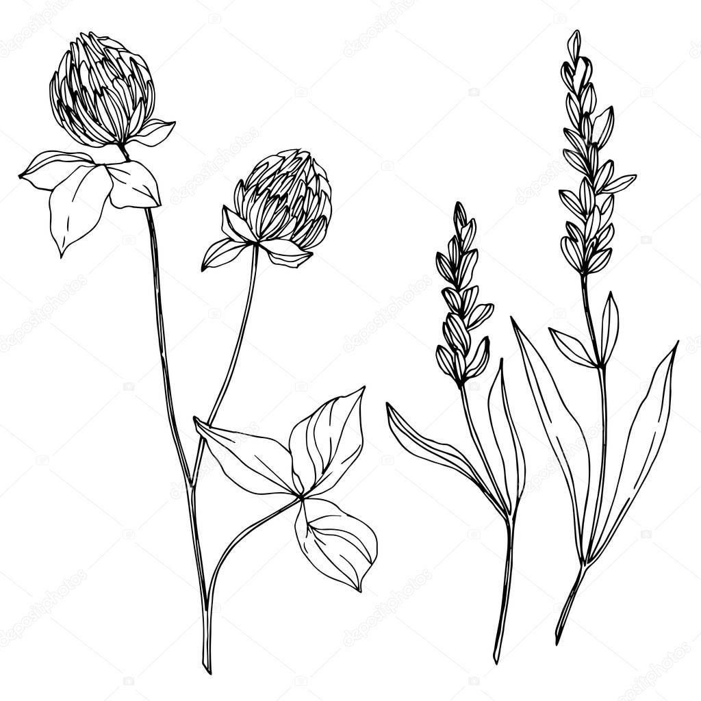 Vector wildflower floral botanical flowers. Black and white engraved ink art. Isolated wildflowers illustration element.