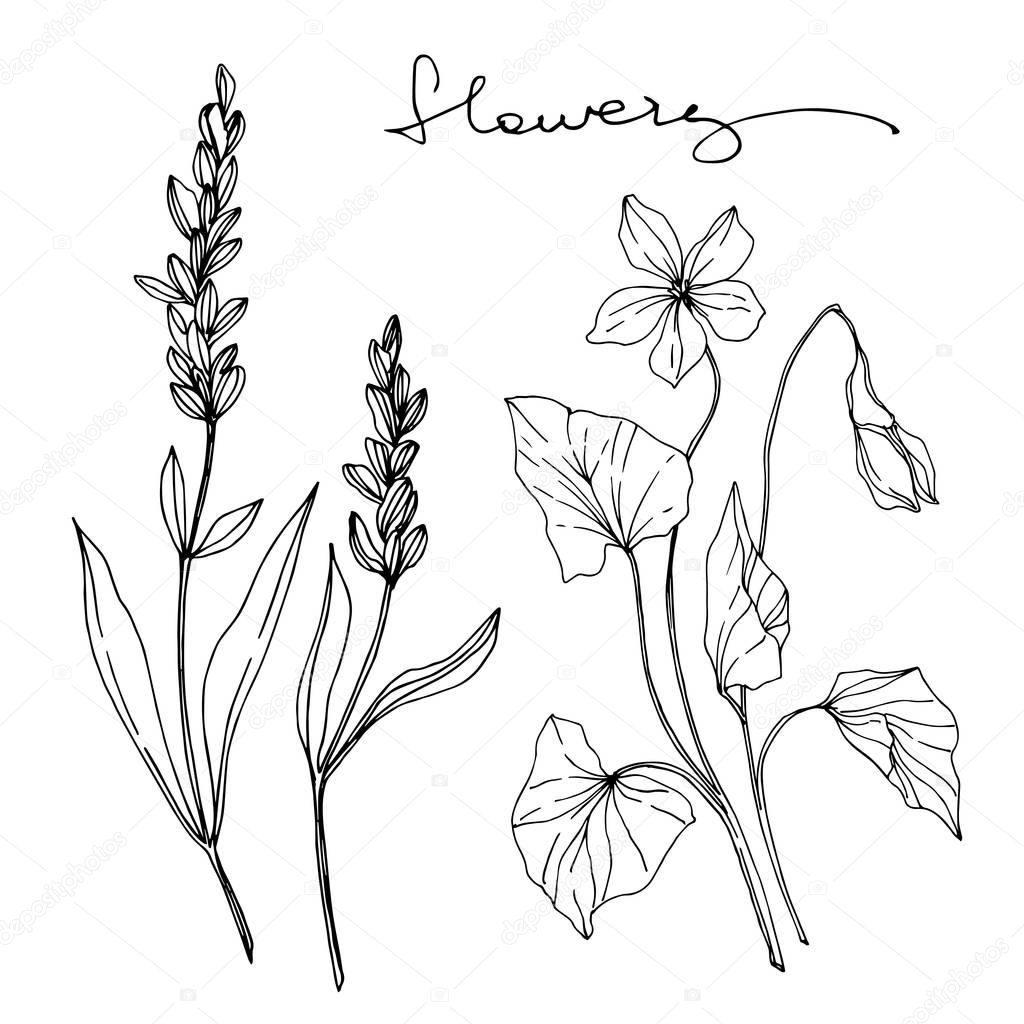 Vector wildflower floral botanical flowers. Black and white engraved ink art. Isolated wildflowers illustration element.