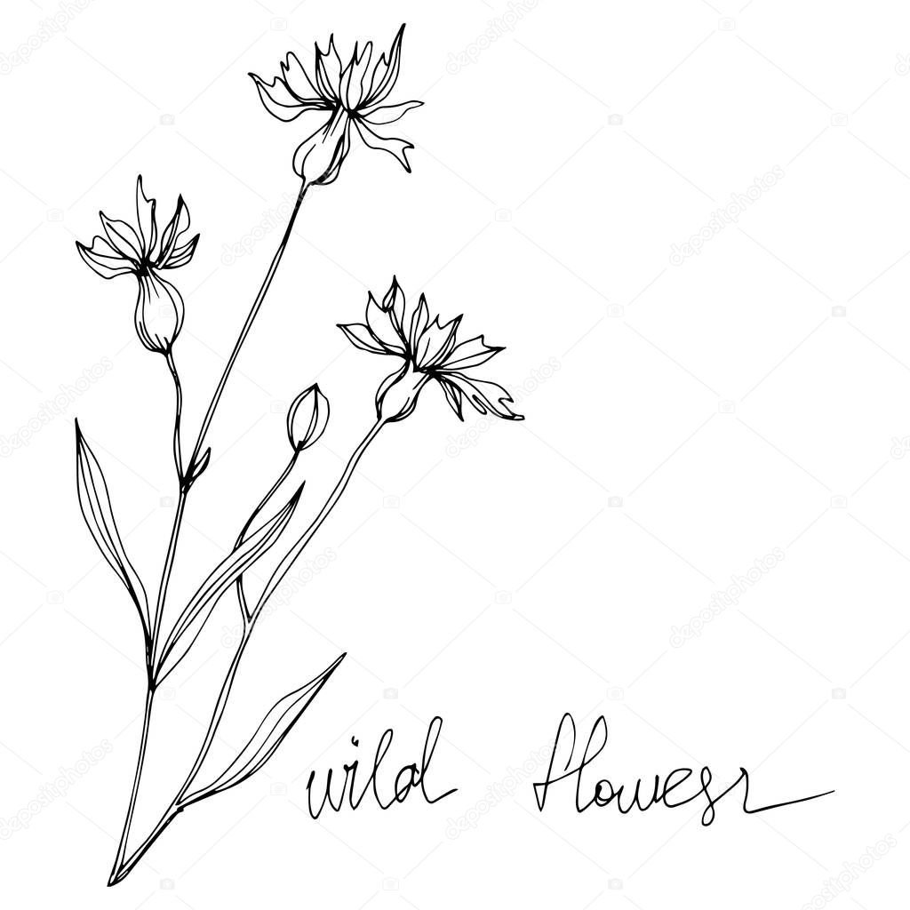 Vector Wildflowers floral botanical flowers. Black and white engraved ink art. Isolated flowers illustration element.