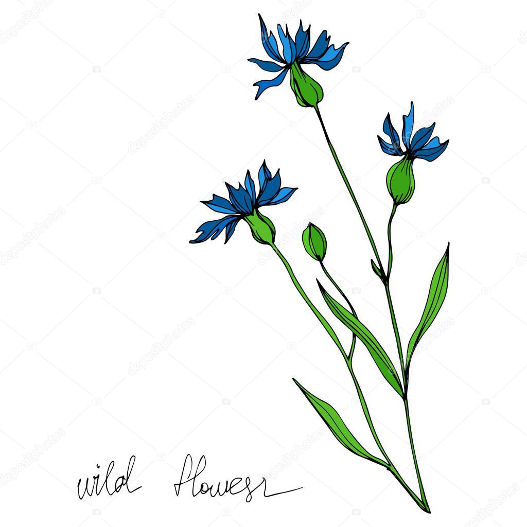 Vector Wildflowers floral botanical flowers. Black and white engraved ink art. Isolated flowers illustration element.