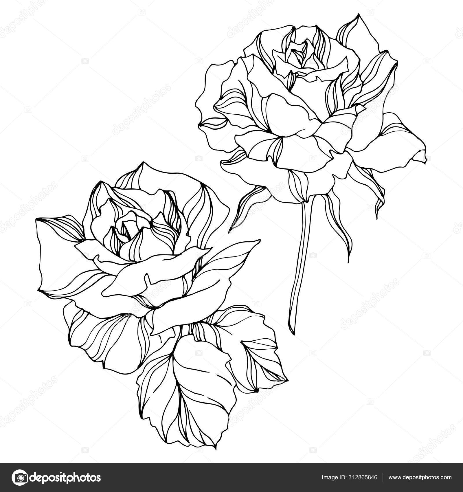 Vector Rose Floral Botanical Flowers Engraved Ink Art Isolated Roses Illustration Element Vector Image By C Andreyanush Vector Stock