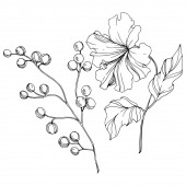 Vektor Trópusi virágos botanikus virág. Fekete-fehér vésett tinta művészet. Izolált virág illusztrációs elem.