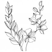 Vektor tropischen Blumen botanische Blume. Schwarz-weiß gestochene Tuschekunst. isolierte Blumen Illustrationselement.