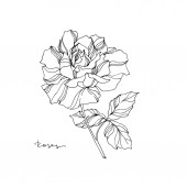 Vektor Rose virágos botanikai virág. Fekete-fehér vésett tinta művészet. Izolált rózsa illusztrációs elem.