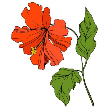 Vektör Tropikal Botanik Çiçeği. Egzotik Hawaii yazı. İşlenmiş mürekkep sanatı. Ayrı çiçek illüstrasyon ögesi.