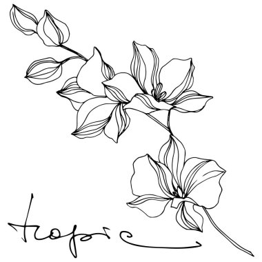 Vektör Tropikal Botanik Çiçeği. Siyah beyaz işlemeli mürekkep sanatı. Ayrı çiçek illüstrasyon ögesi.