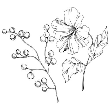 Vektör Tropikal Botanik Çiçeği. Siyah beyaz işlemeli mürekkep sanatı. Ayrı çiçek illüstrasyon ögesi.
