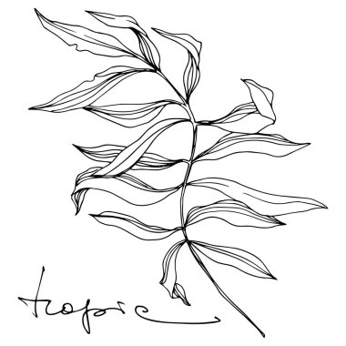 Vektör Tropikal palmiye yaprakları. Siyah beyaz işlemeli mürekkep sanatı. Ayrı çiçek illüstrasyon ögesi.