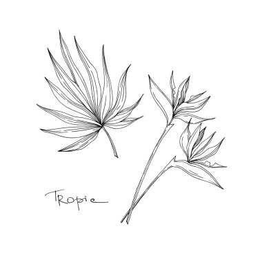 Vektör Tropikal botanik çiçekleri. Siyah beyaz işlemeli mürekkep sanatı. Ayrı bir çiçek çizimi ögesi.