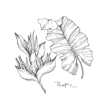 Vector Tropical floral botanical flowers. Black and white engraved ink art. Isolated flower illustration element. clipart