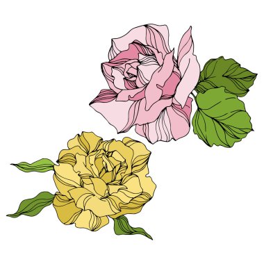 Vector Rose floral botanical flowers. Engraved ink art. Isolated roses illustration element. clipart