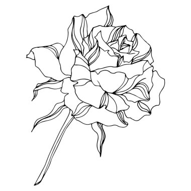 Vector Rose floral botanical flowers. Engraved ink art. Isolated roses illustration element. clipart