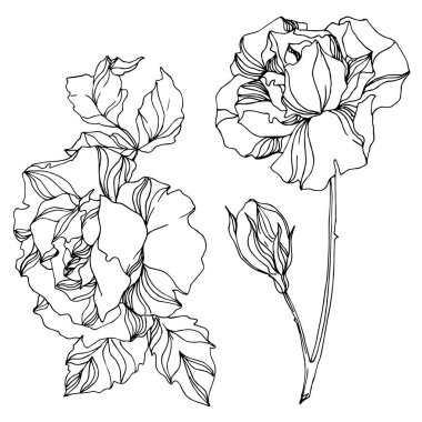 Vektör Gül çiçekli botanik çiçekleri. Siyah beyaz işlemeli mürekkep sanatı. İzole gül illüstrasyon ögesi.