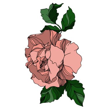 Vektör Gül çiçekli botanik çiçekleri. Siyah beyaz işlemeli mürekkep sanatı. İzole gül illüstrasyon ögesi.