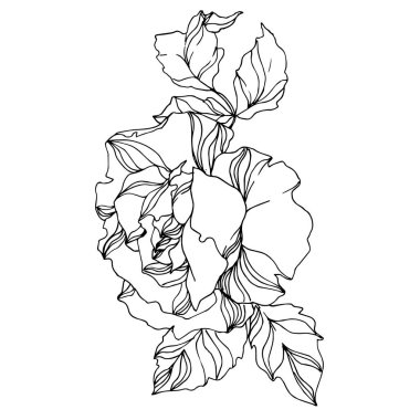 Vektör Gül çiçekli botanik çiçekleri. Siyah beyaz işlemeli mürekkep sanatı. İzole gül illüstrasyon ögesi.