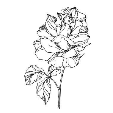 Vektör Gül çiçekli botanik çiçekleri. Siyah beyaz işlemeli mürekkep sanatı. İzole gül illüstrasyon ögesi.