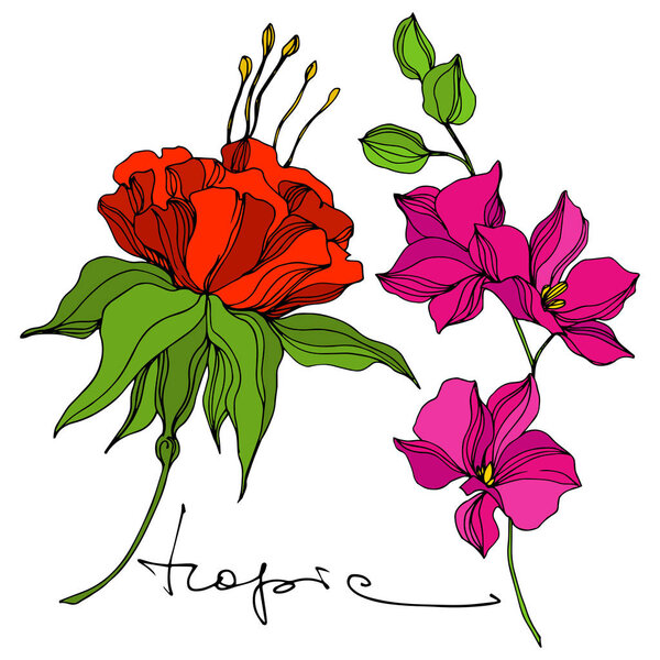 Векторный тропический цветок. Экзотическое гавайское лето. Гравировка чернил. Изолированный элемент иллюстрации цветов
.