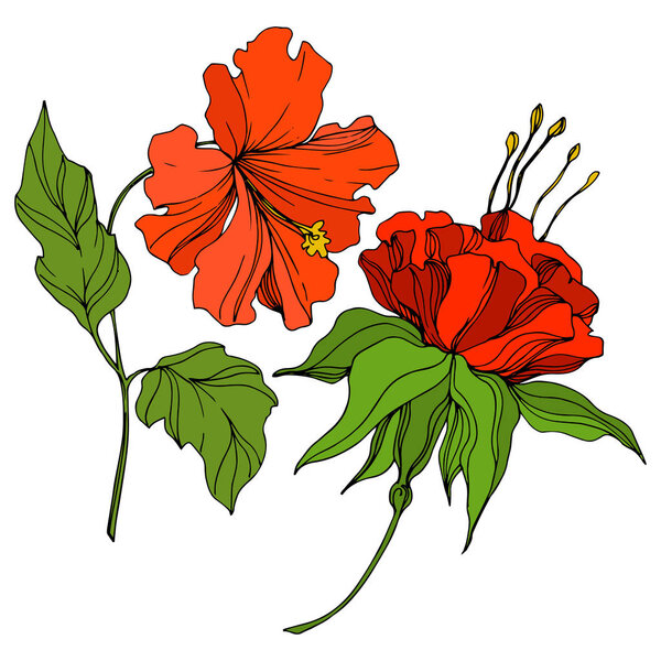 Векторный тропический цветок. Экзотическое гавайское лето. Гравировка чернил. Изолированный элемент иллюстрации цветов
.