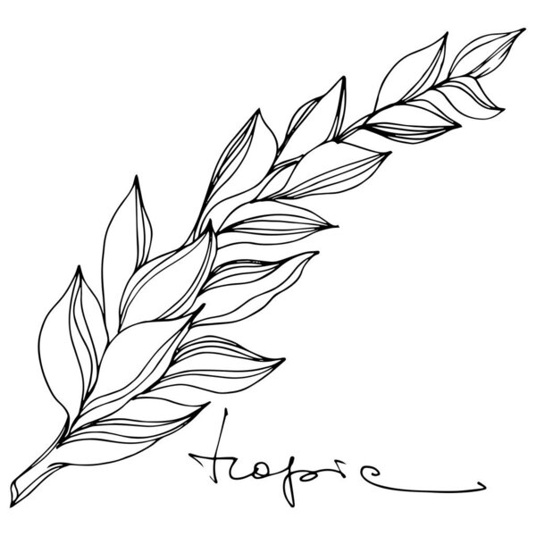 Vector Tropical palm leaves. Black and white engraved ink art. Isolated flowers illustration element.