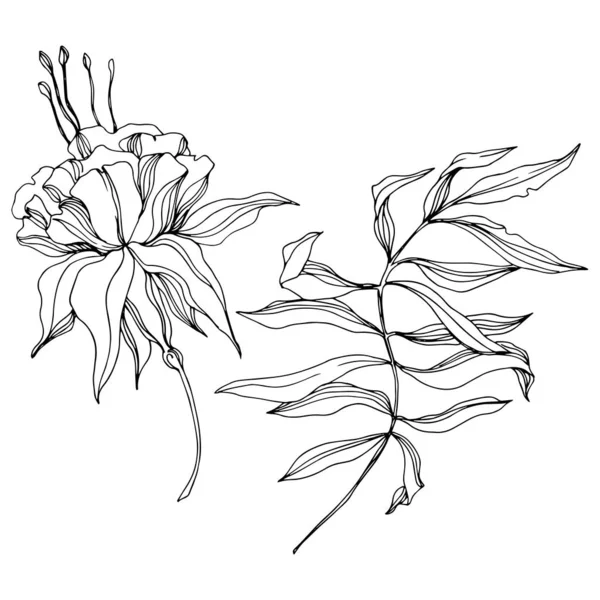 Vector Flor botánica floral tropical. Tinta grabada en blanco y negro. Elemento ilustrativo de flores aisladas . — Archivo Imágenes Vectoriales