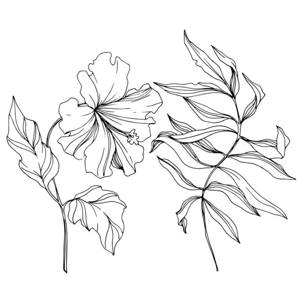 Векторный цветочный ботанический цветок. Черно-белый рисунок чернил. Изолированный элемент иллюстрации цветов
.