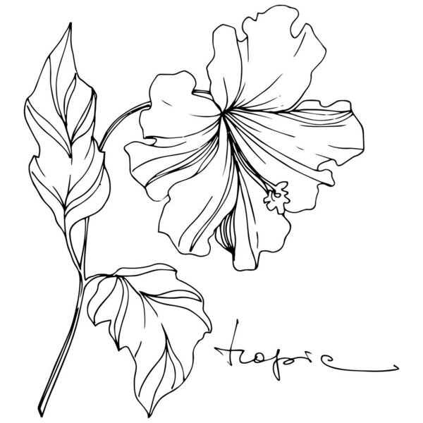 Vector Tropical floral botanical flower. Black and white engraved ink art. Isolated flowers illustration element.