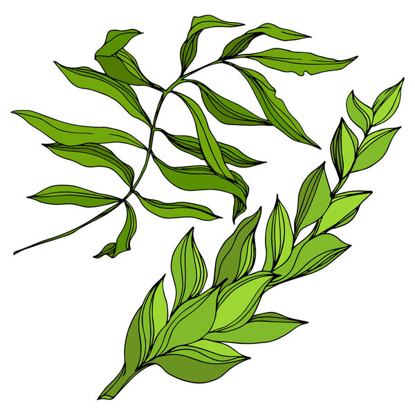 Vector Tropical palm leaves. Exotic hawaiian summer. Engraved ink art. Isolated flowers illustration element.