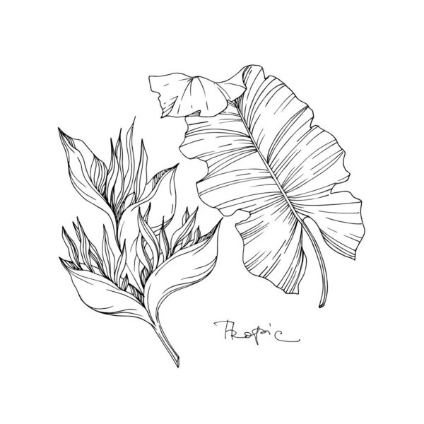 Векторные тропические цветочные ботанические цветы. Черно-белый рисунок чернил. Изолированный цветочный иллюстрационный элемент
.