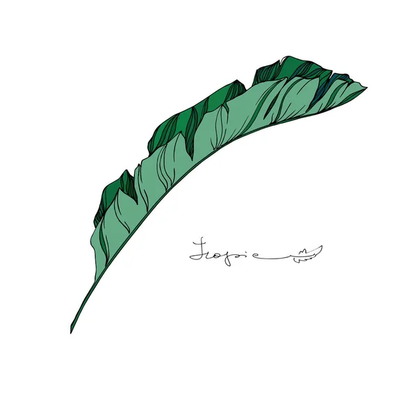 Vector Palm plage arbre feuilles jungle botanique. Encre gravée en noir et blanc. Feuilles isolées élément d'illustration . — Image vectorielle