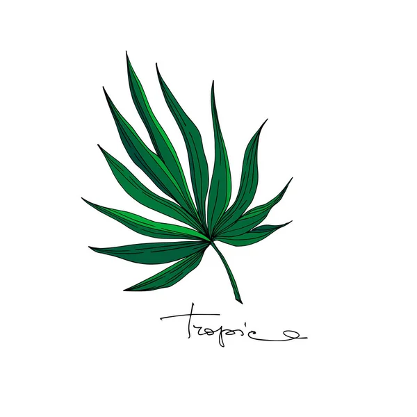 Vector palmeira árvore de praia deixa selva botânica. Tinta gravada a preto e branco. Folhas isoladas elemento ilustrativo . —  Vetores de Stock
