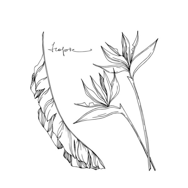 Vector Tropical floral botanical flowers. Black and white engraved ink art. Isolated flower illustration element.