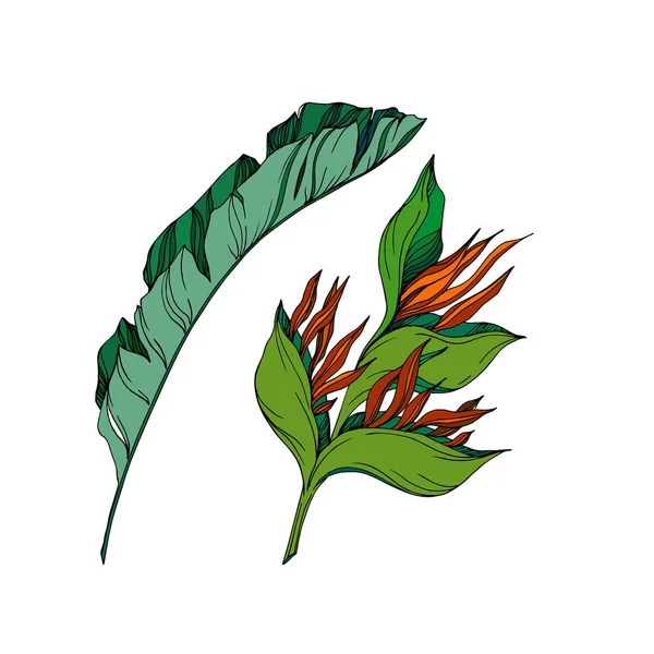 热带植物花的传病媒介。 黑白版画水墨艺术. 孤立的花卉插画元素. — 图库矢量图片