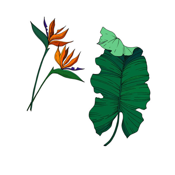 Vector Tropical floral botanical flowers. Black and white engraved ink art. Isolated flower illustration element.