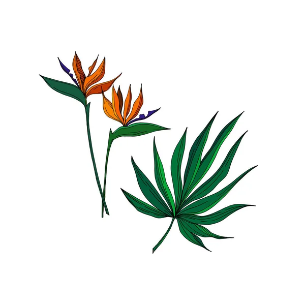Vector Flores botânicas florais tropicais. Tinta gravada a preto e branco. Isolado elemento ilustração flor . — Vetor de Stock