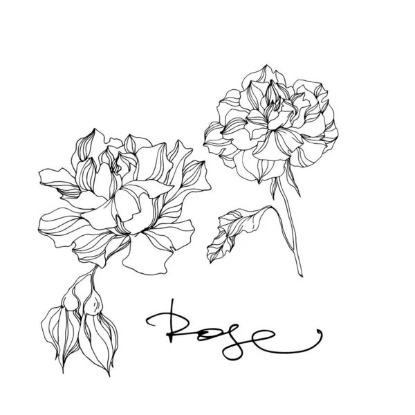 Цветочные ботанические цветы векторной розы. Черно-белый рисунок чернил. Изолированный элемент иллюстрации роз . — стоковый вектор