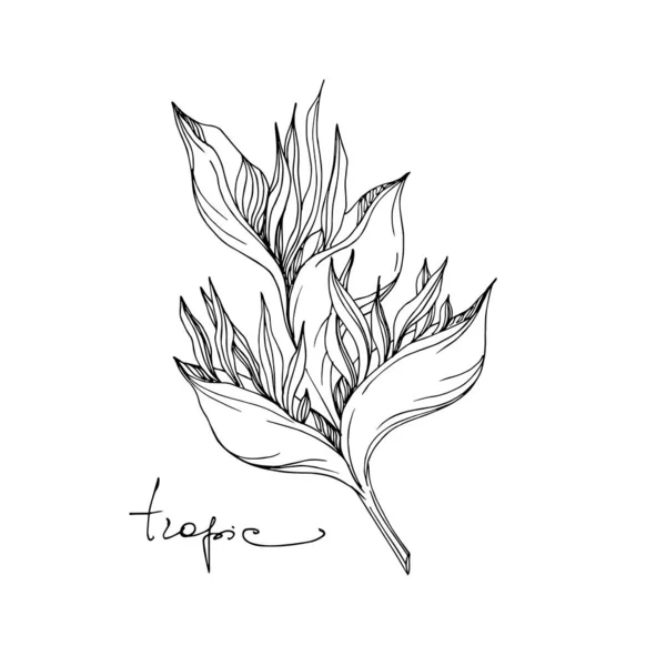 Vector Tropical floral botanical flowers. Tinta grabada en blanco y negro. Elemento de ilustración de flores aisladas . — Vector de stock