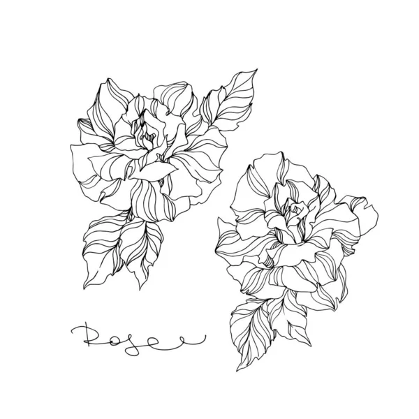 Vector roos bloemen botanische bloemen. Zwart-wit gegraveerde inktkunst. Geïsoleerde rozen illustratie-element. — Stockvector