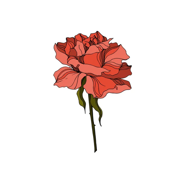 Vektorrose florale botanische Blumen. Schwarz-weiß gestochene Tuschekunst. vereinzelte Rosen Illustrationselement. — Stockvektor