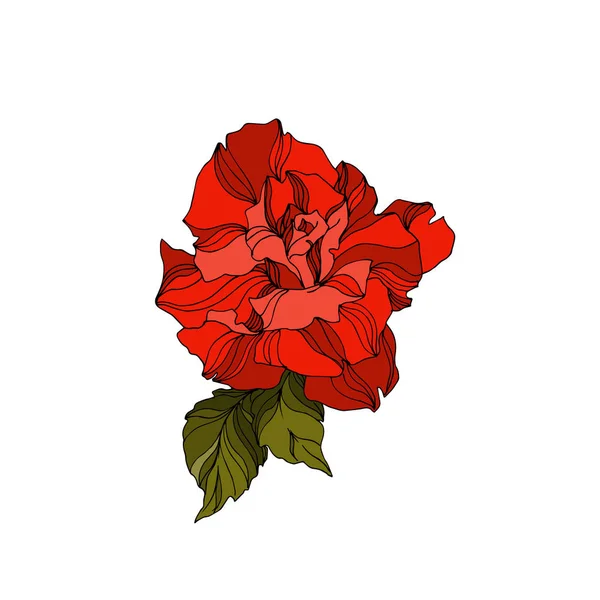 Vector Rose flores botánicas florales. Tinta grabada en blanco y negro. Elemento ilustrativo de rosas aisladas . — Vector de stock