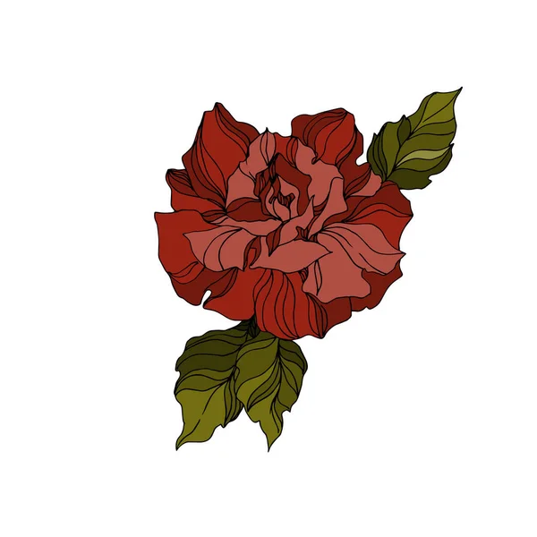 Vector Rose flores botánicas florales. Tinta grabada en blanco y negro. Elemento ilustrativo de rosas aisladas . — Vector de stock