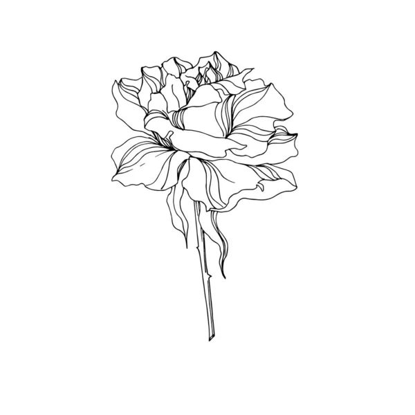 Vector Fleurs botaniques florales roses. Encre gravée en noir et blanc. Elément d'illustration de roses isolées . — Image vectorielle