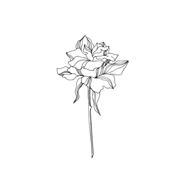 Vector Rose flores botánicas florales. Tinta grabada en blanco y negro. Elemento ilustrativo de rosas aisladas . — Archivo Imágenes Vectoriales